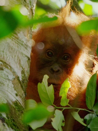 幼崽养成记英语版中字版